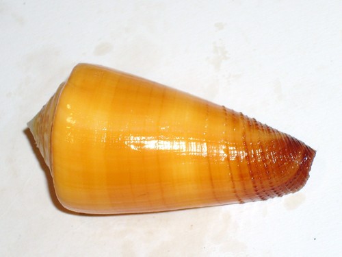 Conus ferrugineus sophiae - conus,