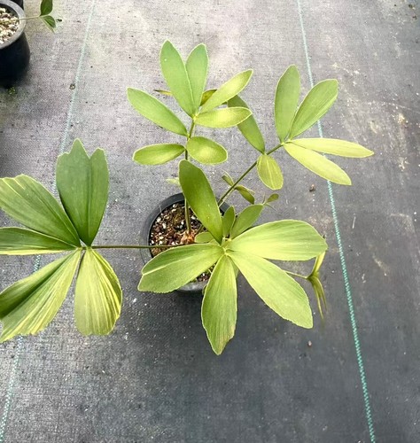 Zamia furfuracea wysiwyg - zamia,