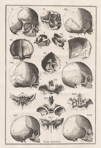 Teschio umano anatomia - umano,