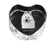 Japan-Spitz,Giapponese