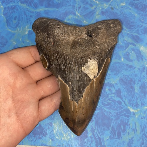 Megalodonte dente squalo - megalodonte,