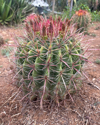 Ferocactus wislizeni pianta - wislizeni,