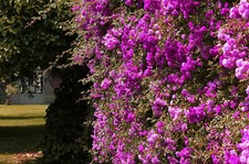 50 semi di ROSA VIOLA