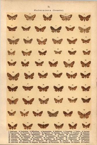 Lithographie schmetterlinge - lithographie,