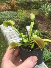 plantes carnivores dionaea B52
