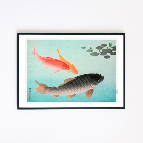 Koi giapponese pesce carpa