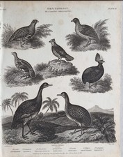 Stampa D'epoca 1810 Di Uccelli