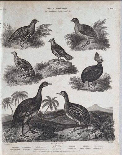 Stampa epoca 1810 uccelli - stampa, d'epoca