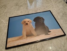 Quadro fotografia cuccioli di labrador Cornice in alluminio 30 x 45