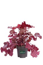 Pianta di Heuchera varietà mix pianta vera ornamentale da giardino vari colori