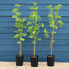 Uva fragola Vitis labrusca