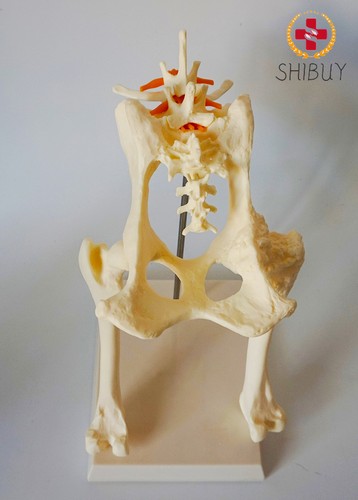 Modelli anatomici scheletro