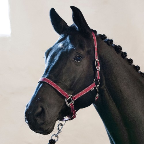 Horse guard rio - rio, capestro