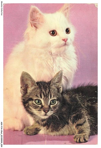 Asvp14 1061 gatto persiani - -,