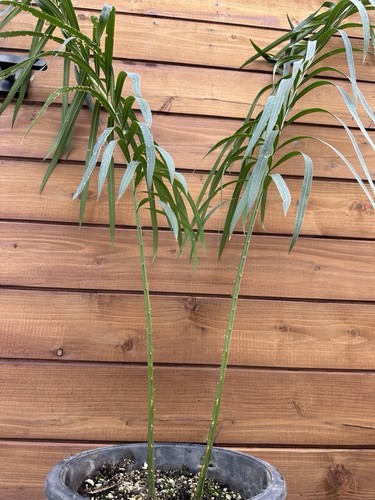 Cycas panzhihuaensis - , x