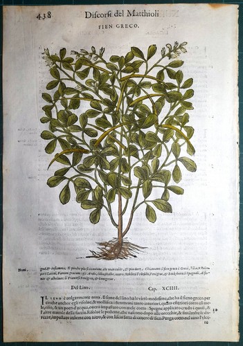 Stampa antica mattioli - antica,