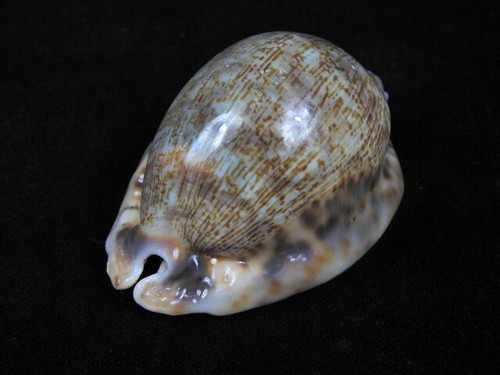 Sea shell cypraea mauritia - sea,