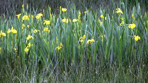 Photo 6x4 yellow flag - photo, iris