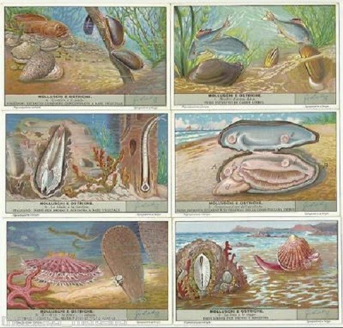 1432 liebig molluschi - /,