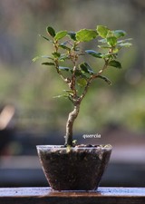 Prebonsai Quercia  (5)