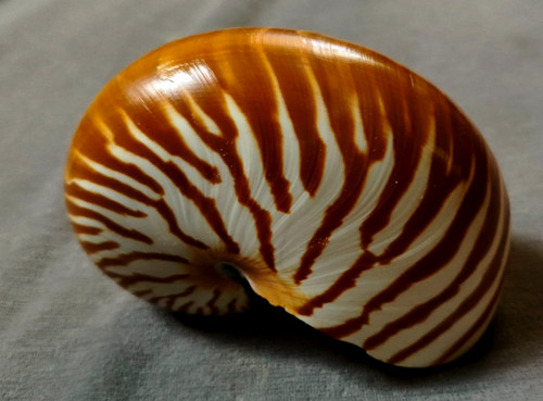Chamber nautilus pompillius
