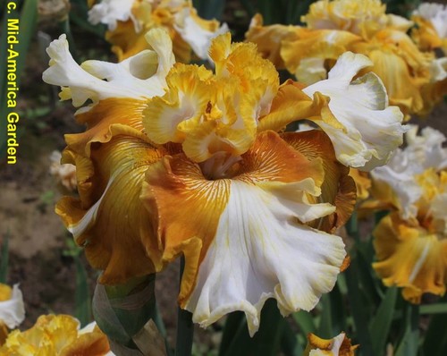 Iris why normal - be, normal'