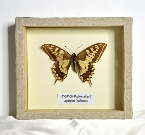 Cadre papillon taxidermie - papillon,