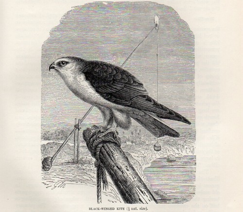 Stampa antica 1894 - 1894, nibbio