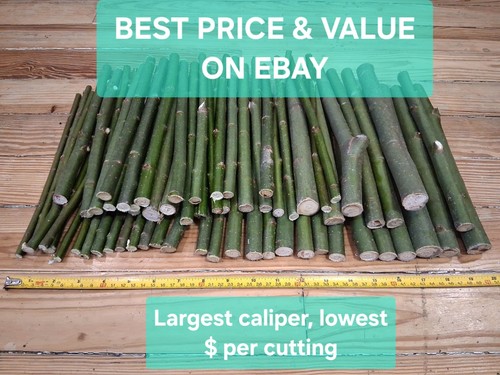 Thick large hybrid willow - hybrid,