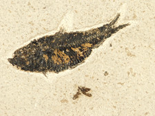 Pesce fossile con un fossile