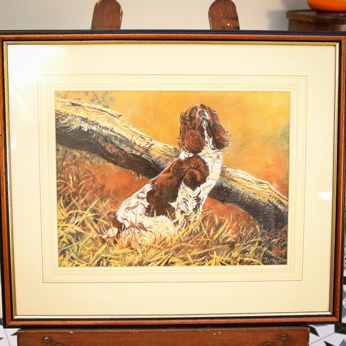 Quadro springer spaniel - quadro,