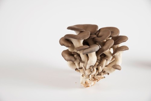 Pleurotus ostreatus micelio - , a