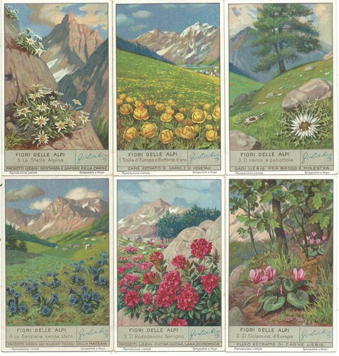 1335 liebig fiori delle - 1335,