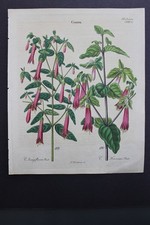 Antica botanica, Dietrich