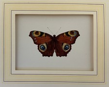 FARFALLE CROMOLITOGRAFIA