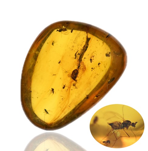 Sciame brachicera - sciame,