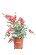 Pianta vera callistemon - pianta,