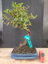 bonsai  quercia da sughero  h 42 cm visita il negozio