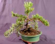 Bonsai ROSMARINO PROSTRATO vaso ovale verde