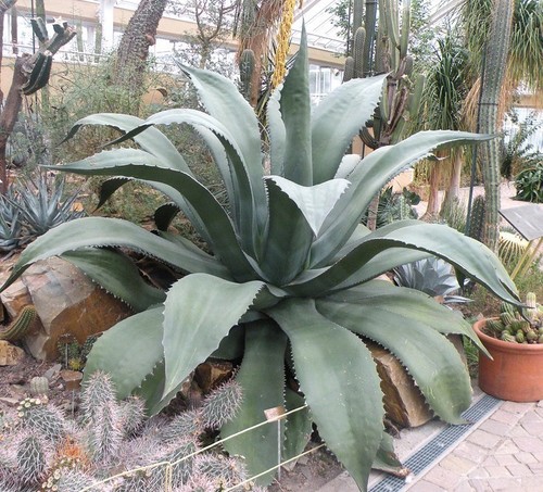 Agave salmiana gigante verde - salmiana,