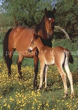 Cavalli Gallesi Newforest Pony