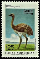 ÑANDU, PTEROCNEMIA PENNATA