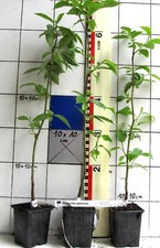 Diospyros japonica - cachi