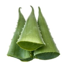 Foglie fresche intere di Aloe Vera (Barbadensis) da piante adulte - 1 kg