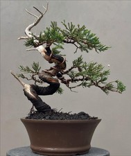 Bonsai di Juniperus Chinensis con quadro reale | Bonsai di Juniperus Chinensis