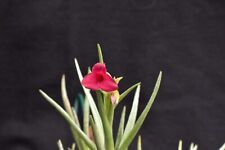 Tillandsia dorothea