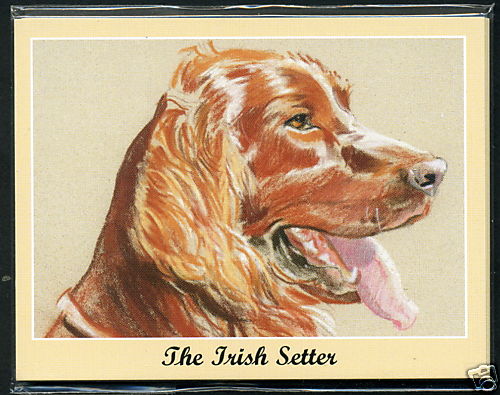 The irish setter man s - the,