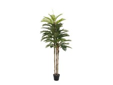 EUROPALMS Palma di Kentia