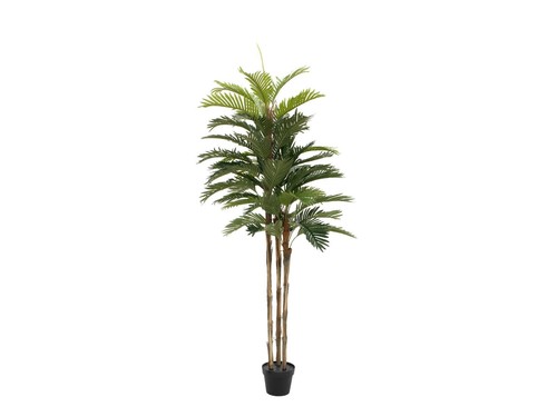Europalms palma kentia - europalms,