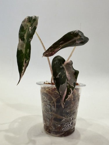Alocasia amazonica pink